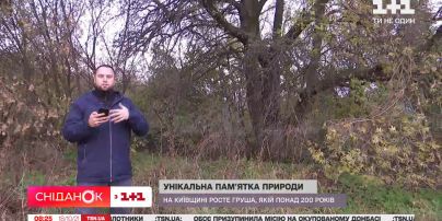 "Возрастная" груша: чем уникален этот ботанический памятник природы в Киевской области
