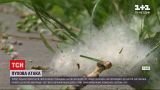 Новости Украины: аллергия на тополиный пух - существует ли она на самом деле