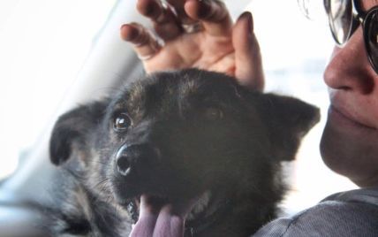 Адвокат показал трогательное видео встречи освобожденного украинского моряка с возвращенной из плена собакой
