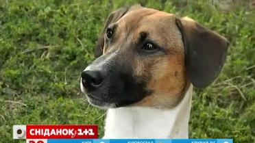 Настойчивая хозяйка научила разговаривать своего пса