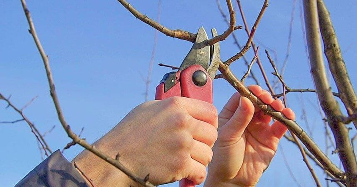 Обрезка деревьев