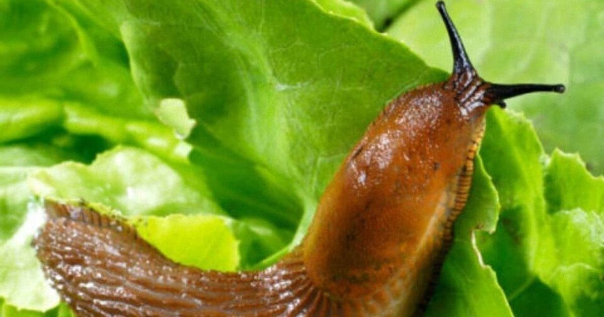 Слимаки на капусті