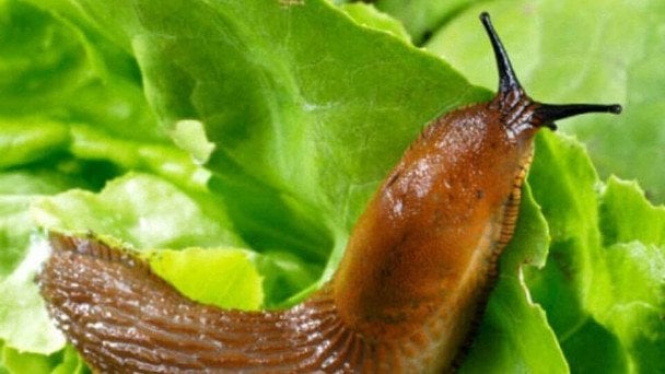 Як позбутися слимаків на капусті без хімії, якщо їх багато безпечними методами