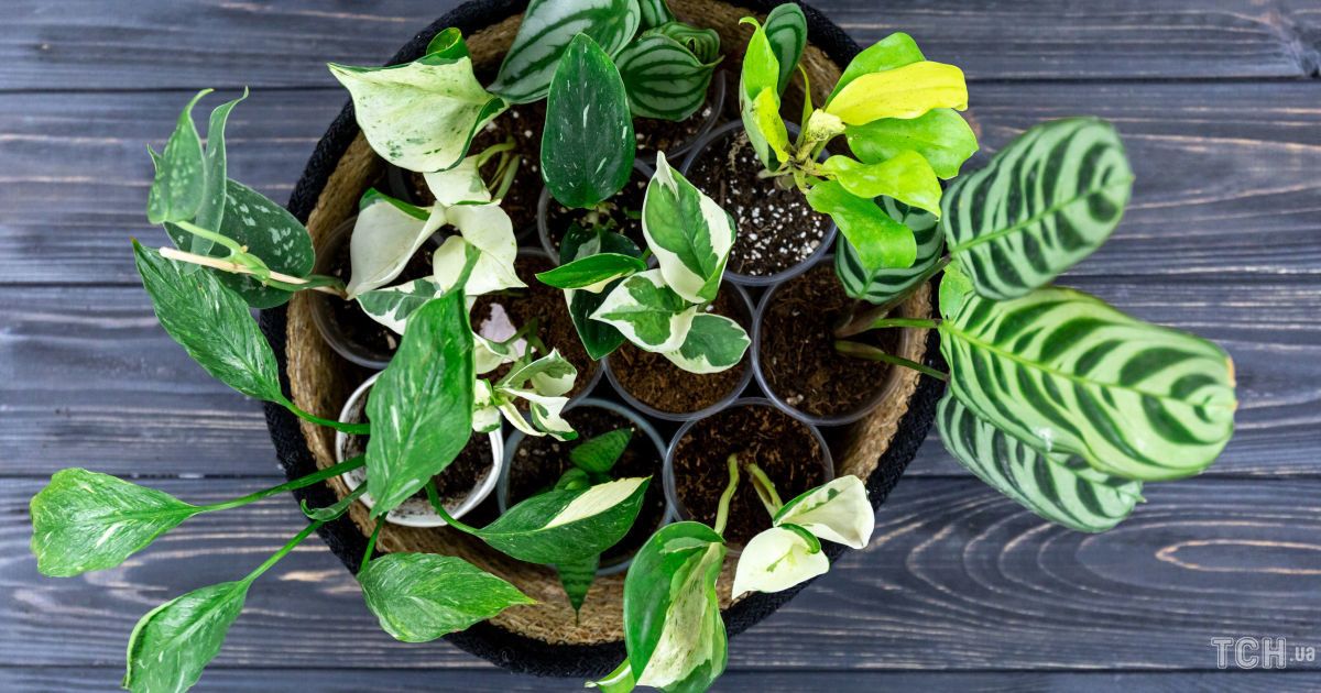 Скільки води потрібно кімнатним квітам: поради щодо догляду
