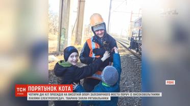 Кота, который 4 дня просидел на высотной опоре моста в Ровно, спасли неравнодушные