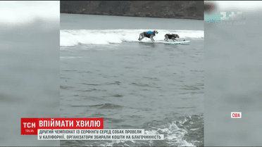 В Калифорнии устроили чемпионат по серфингу для собак