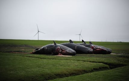 Подводные лодки России массово убивают кашалотов в Великобритании
