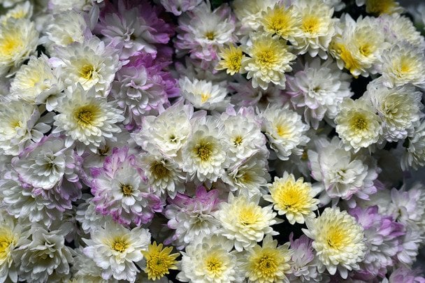 День ангела 8 грудня — душевні привітання в прозі / © pexels.com