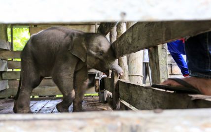 В Індонезії померло слоненя, яке потрапило в капкан і втратило частину хобота
