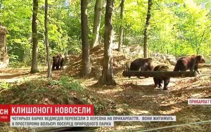 Особое меню и развлечения: медведицу Дину с тремя детьми перевезли в новый дом на Прикарпатье