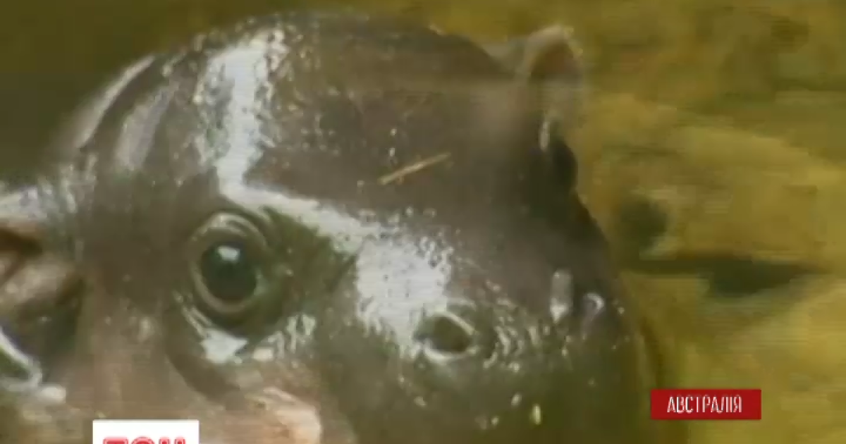 Детеныш карликового гиппопотама впервые погрузился в воду в Мельбурне