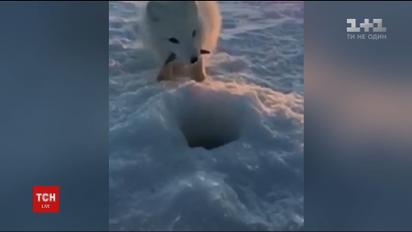 Интернет покоряет видео с песцом, который пытается украсть у рыбака вылов