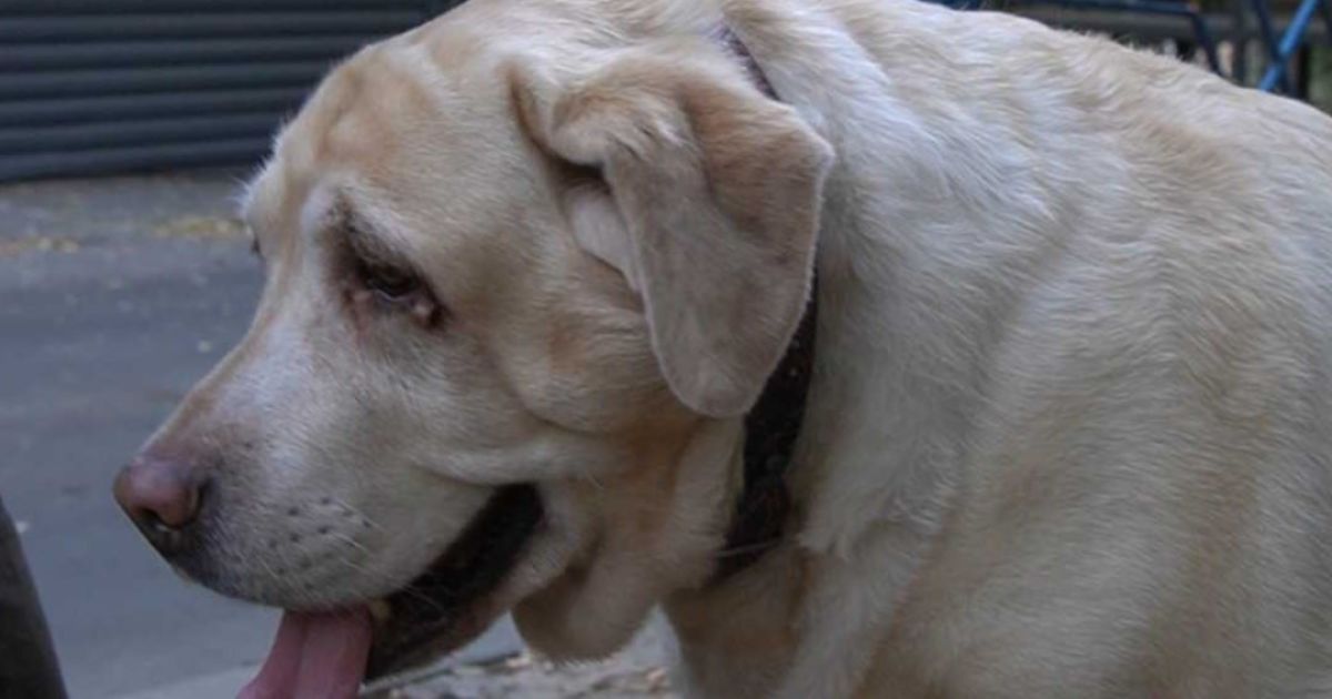 Врятований із харківської багатоповерхівки собака