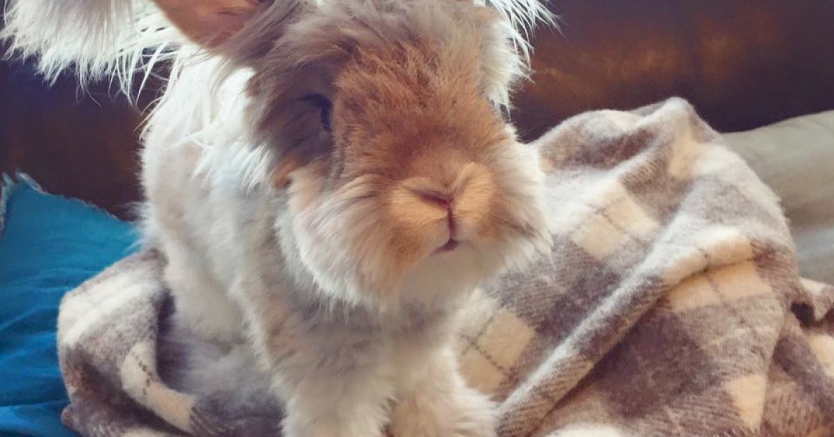 Вухасте кроленя_6 / © instagram.com/wally_and_molly
