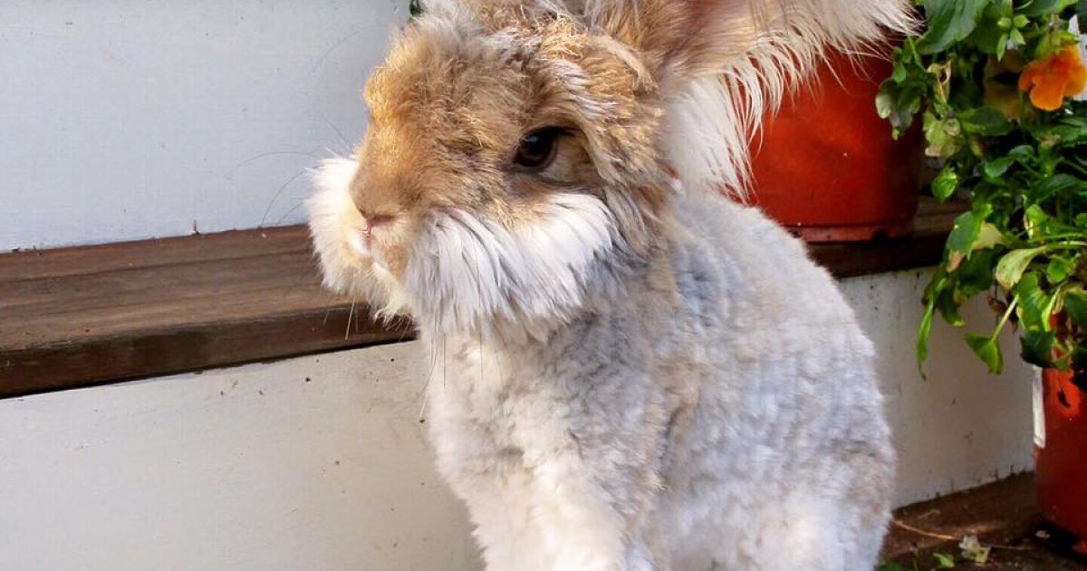 Вухасте кроленя_4 / © instagram.com/wally_and_molly