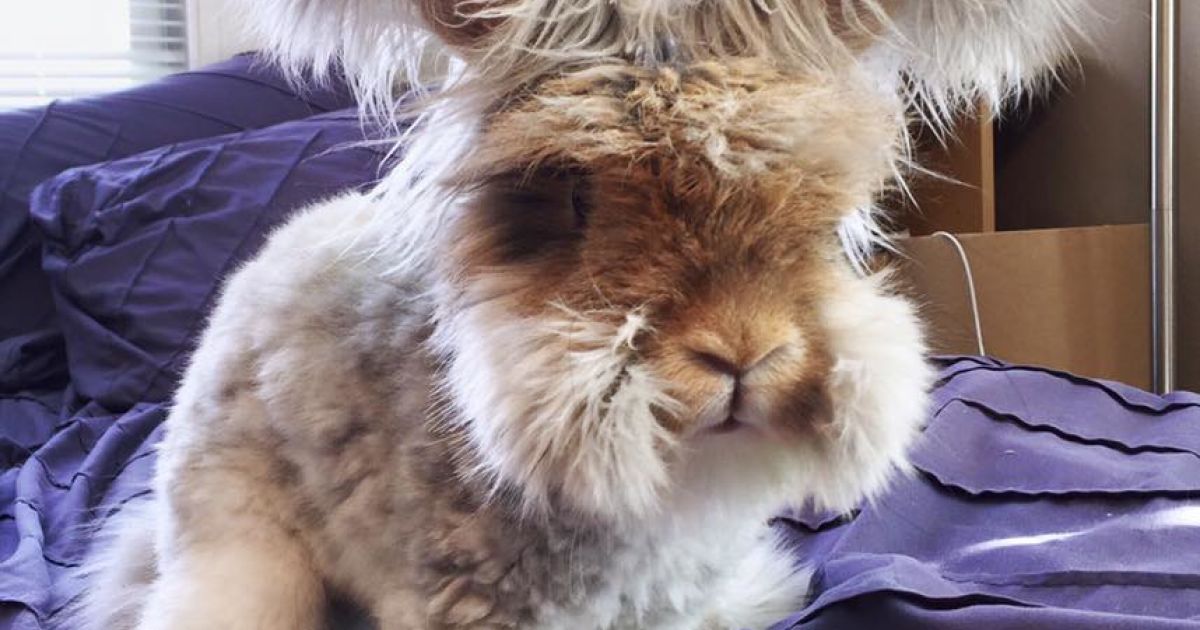 Вухасте кроленя_2 / © instagram.com/wally_and_molly
