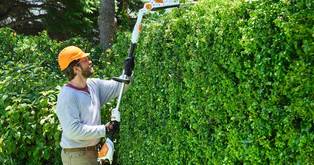 Які рослини найкращі для живоплоту