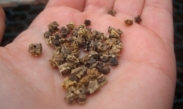 Коли сіяти буряк у відкритий ґрунт, щоб не пішов у бадилля