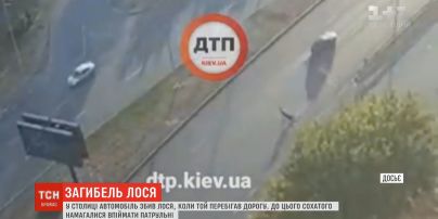 У Києві автомобіль збив лося, якого намагалися піймати патрульні
