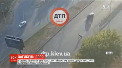 У Києві автомобіль збив лося, якого намагалися піймати патрульні