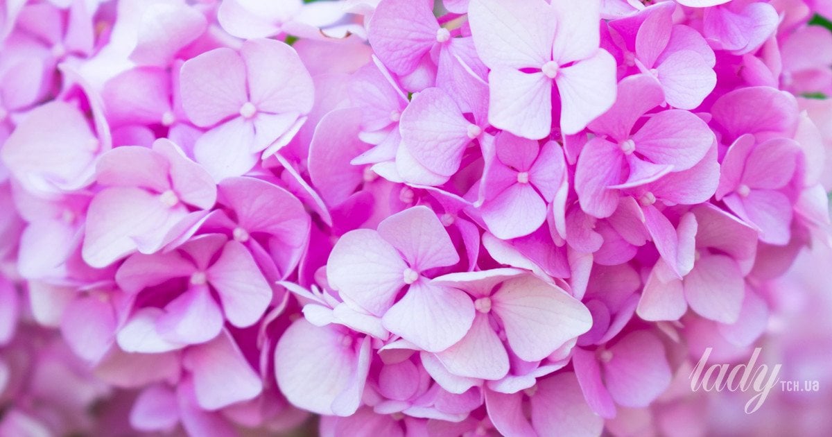 Как вырастить многолетние кусты гортензии