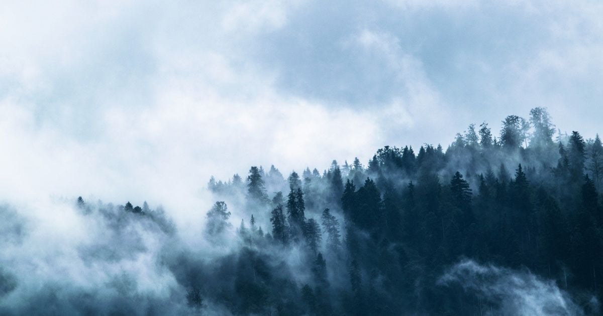 У Львівській області місцевим заборонили ходити до лісу