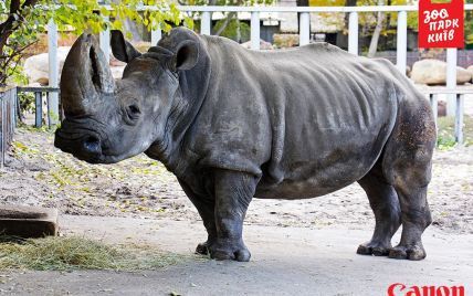 В Киеве умерла любимица зоопарка белый носорог Тревога