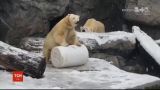 Работники американского зоопарка показали смешное видео, как животные радуются снегу
