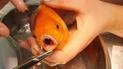 Фото: Vets4Pets Cramlington/ Facebook