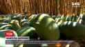 Новости мира: в Египте из-за черного грибка урожай манго - под угрозой