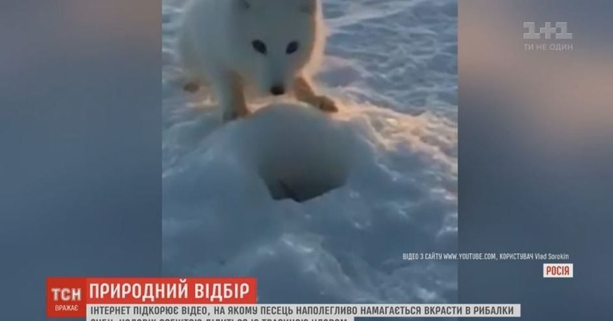 Наглый песец-воришка стал звездой Сети