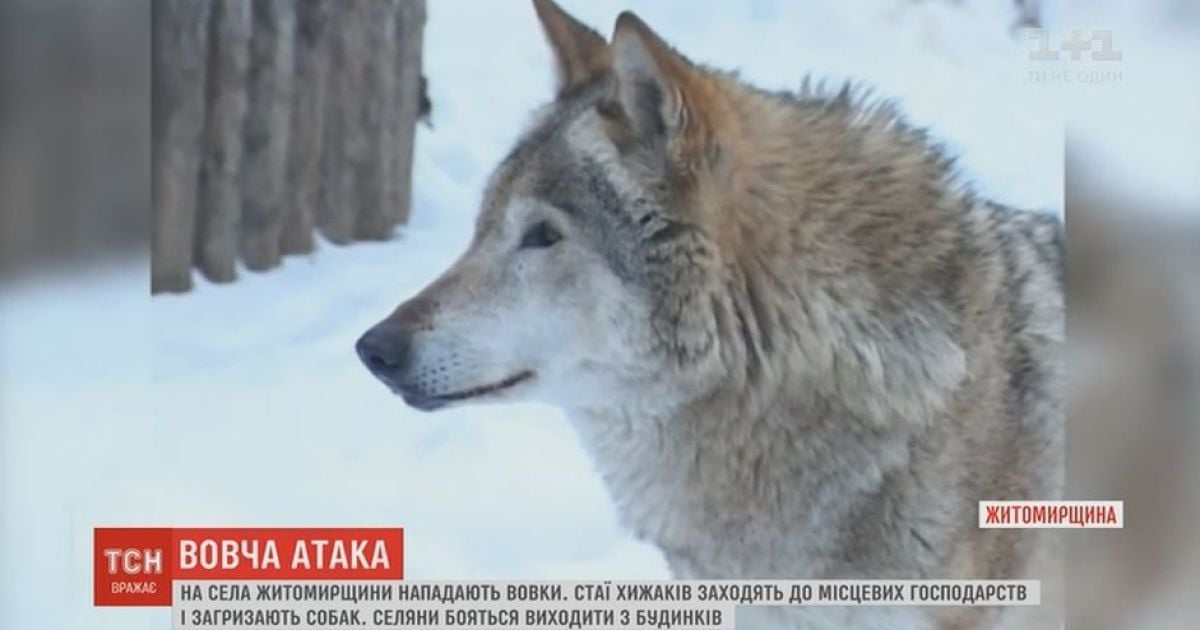 Волчья напасть на Житомирщине: хищники загрызают собак, селяне боятся выходить на улицу