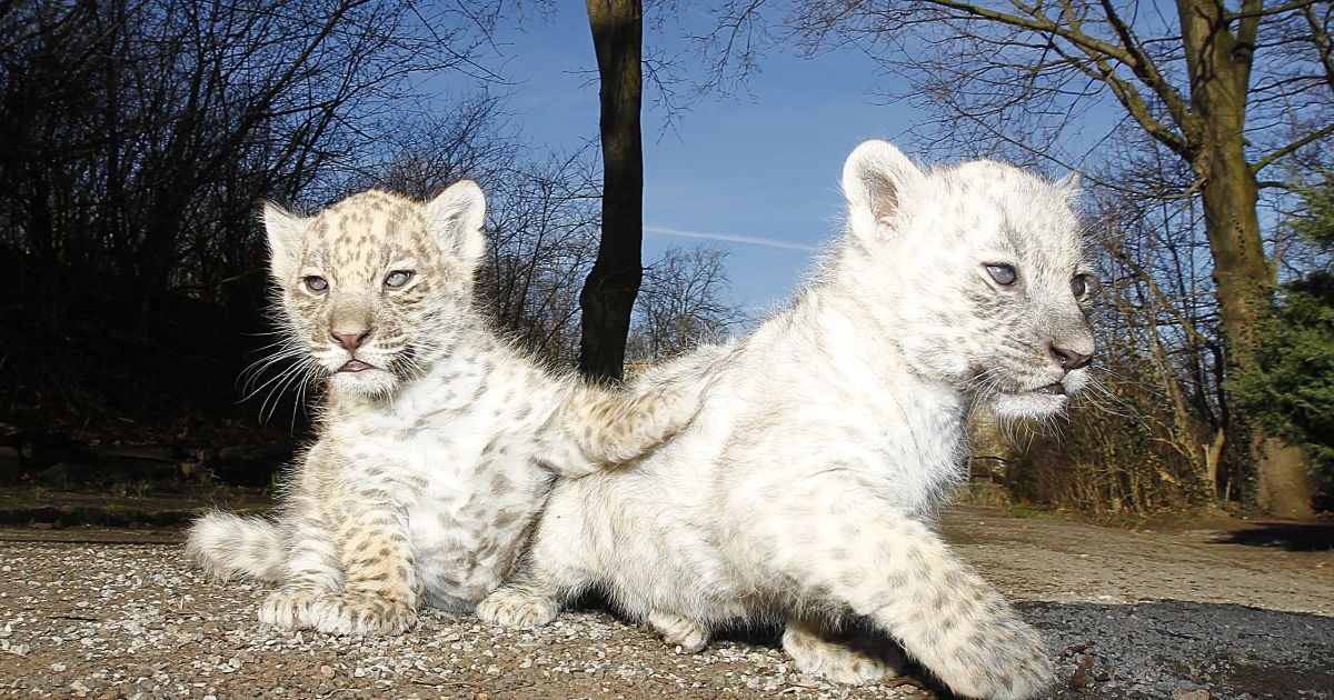 Удивительные животные альбиносы поражают своей красотой и необычностью / © Getty Images
