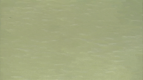 В британской Темзе неизвестно откуда появился арктический кит