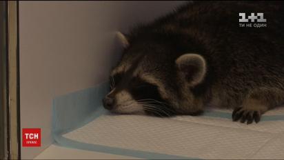 Відомий єнот Марлі втратив зір та має високу температуру після нападу невідомих