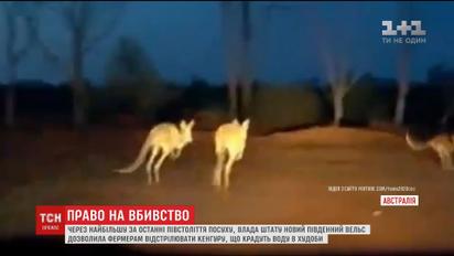 У найзаселенішому штаті Австралії фермерам дозволили вбивати кенгуру