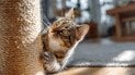 Як привчити кота до дряпки