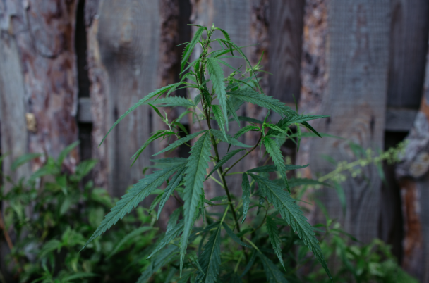 Дикорослі коноплі на вулиці, де живе Віктор / Фото: "Бабель"