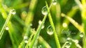 Как приготовить дома средство от насекомых, которое защитит ваши растения