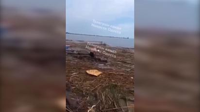 На Одещині врятували песика, який приплив до берега на дошці