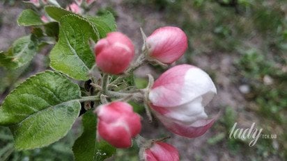 Цветы яблони