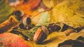 Який день ангела 28 жовтня