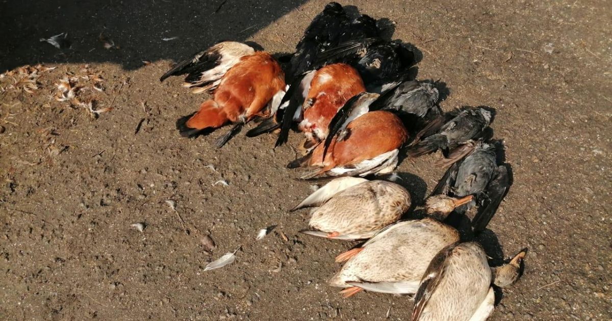 В Херсонской области в заповеднике зафиксировали массовую гибель птиц: нашли 150 тушек