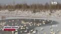 Лебединое озеро на Буковине! Птицы облюбовали водоем и привлекают туристов!