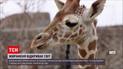 Новини світу: в американському звіринці маленьке жирафеня вперше побувало надворі