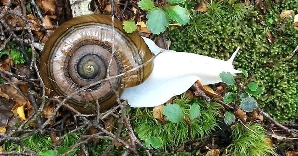 Удивительные животные альбиносы поражают своей красотой и необычностью / © Imgur