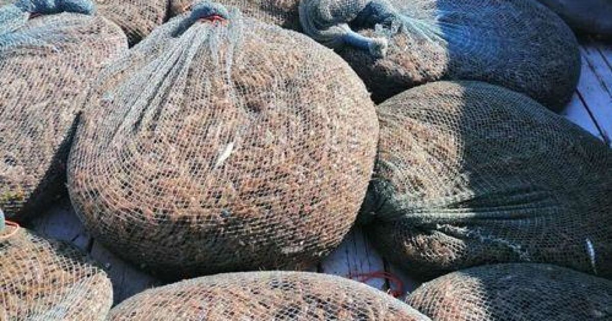 В Николаевской области поймали браконьеров, которые в заповедных водах массово ловили креветку