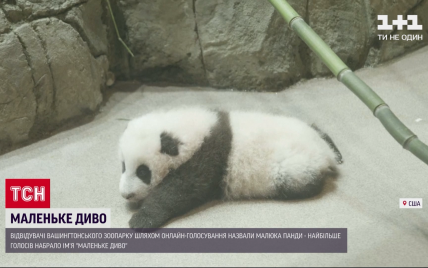 У Вашингтоні відвідувачі зоопарку обрали ім'я для новонародженої в умовах пандемії панди
