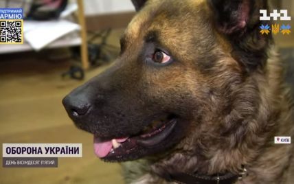 Ампутували лапу пилкою для дров: українські військові просто під обстрілами врятували пса