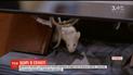 В Колумбии депутаты забросали коллег крысами